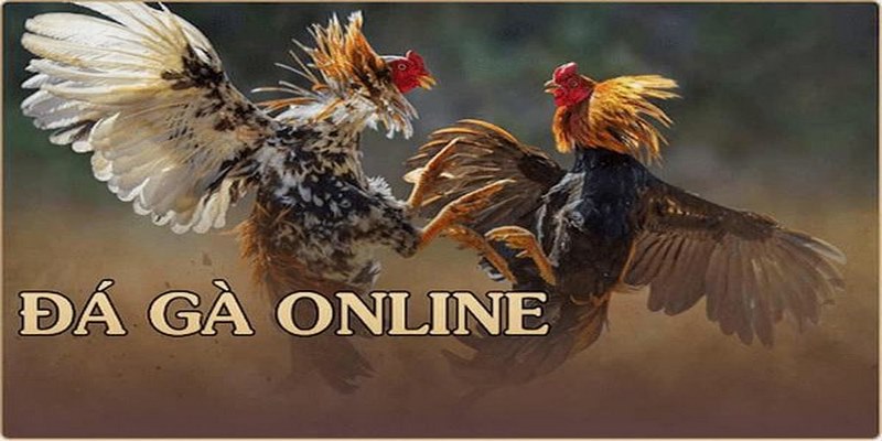Địa chỉ xem đá gà trực tuyến hôm nay uy tín 33Win