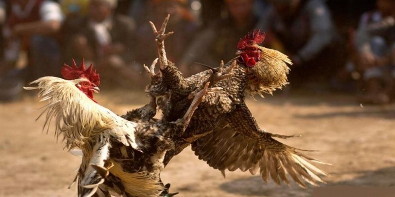 Hướng dẫn xem đá gà trực tuyến Thomo tại 33Win